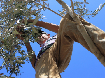 Many Palestinian families have had their lands expropriated from them to make way for illegal settlements and military bases. In addition to constituting a violation of their property rights, this has a negative financial impact upon the families.