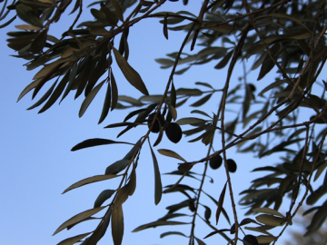 The olive picking season used to be a joyous occasion for Palestinian families. While it is hard work, it was an opportunity for families to bond and celebrate their agricultural roots. 